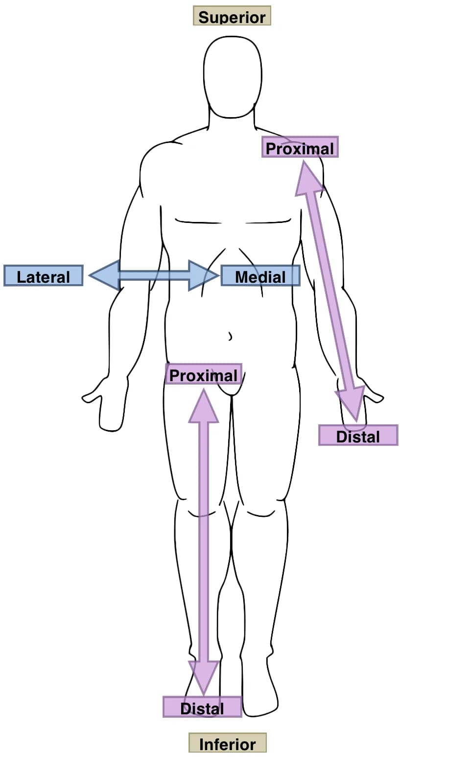 Diagram of directional terms on a human outline: superior, inferior, medial, lateral, proximal and distal