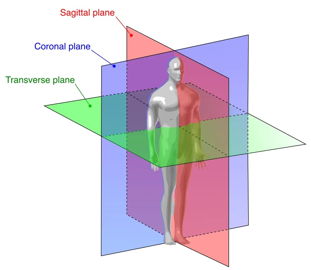 Diagram of the sagittal, coronal and transverse planes through a standing human figure