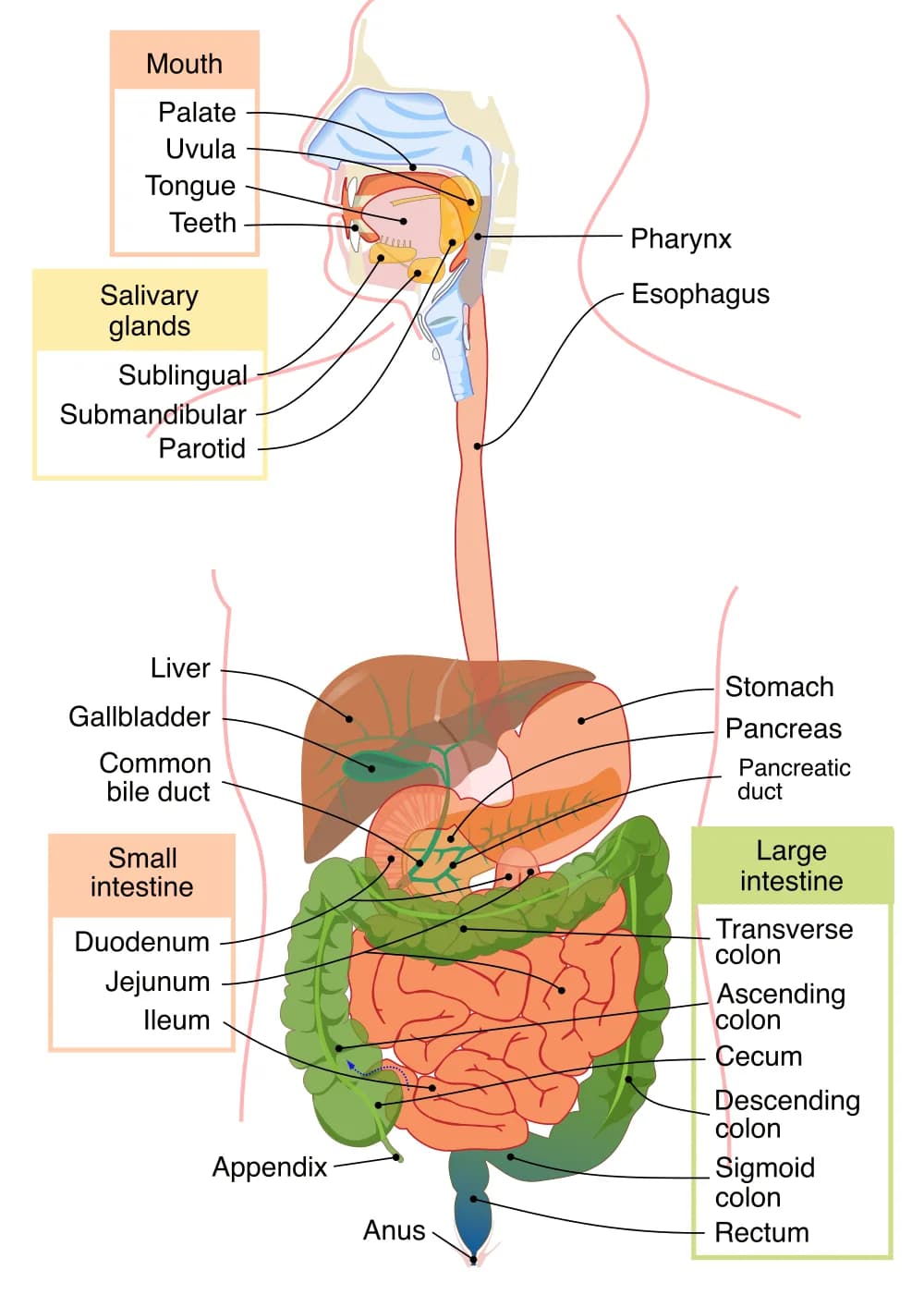 Labeled diagram of the human digestive system from the mouth to the anus, with the salivary glands, liver, gallbladder and pancreas
