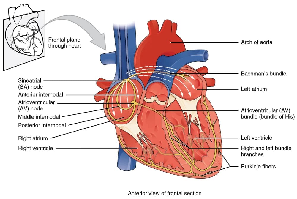 Labeled diagram of the conduction system of the heart, from the SA node to the Purkinje fibers