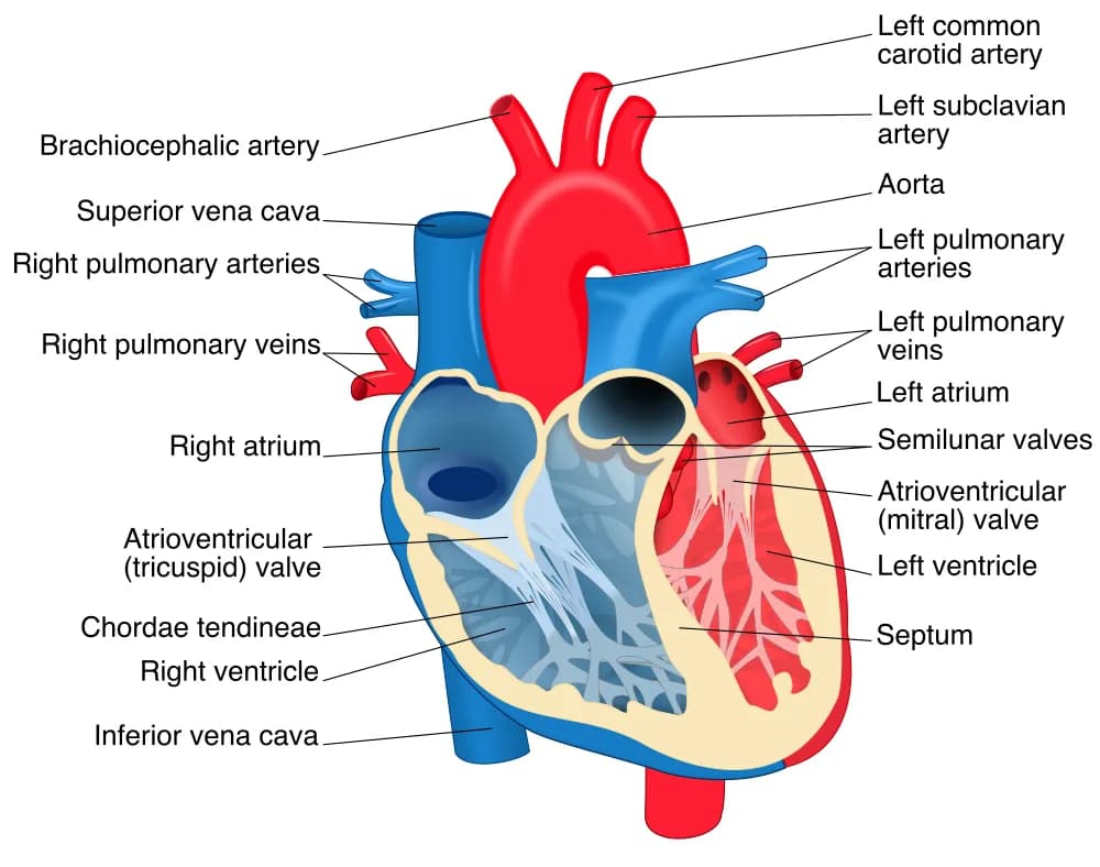 Labeled cutaway diagram of the heart showing the four chambers, valves and great vessels