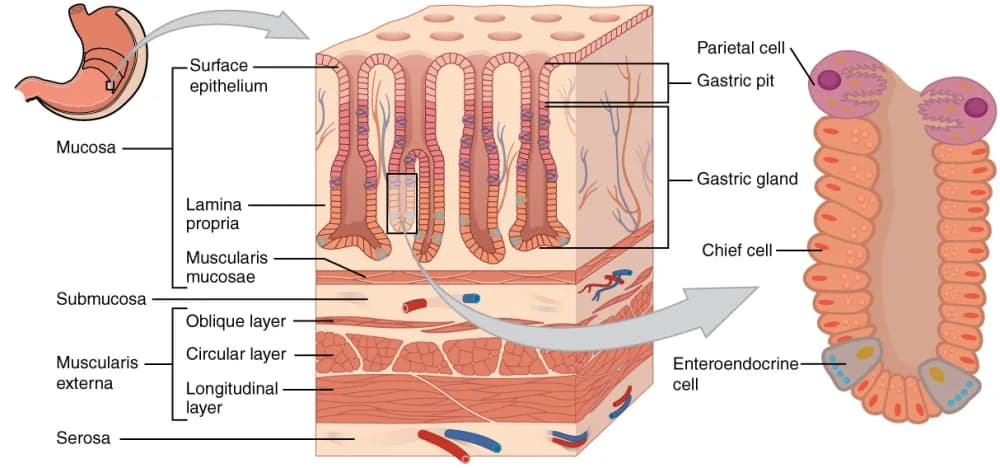 Labeled diagram of the layers of the stomach wall and a gastric gland with parietal, chief and enteroendocrine cells